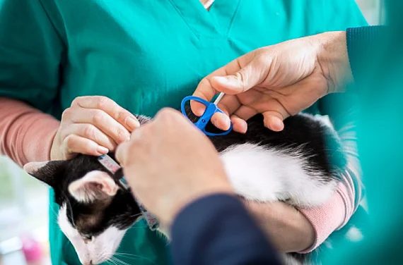 Microchipping a cat