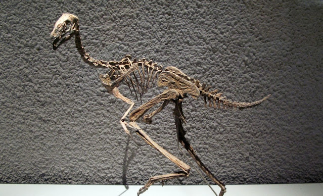 Ίχνη γενετικού υλικού ίσως ανακαλύφθηκαν για πρώτη φορά σε απολιθωμένο δεινόσαυρο