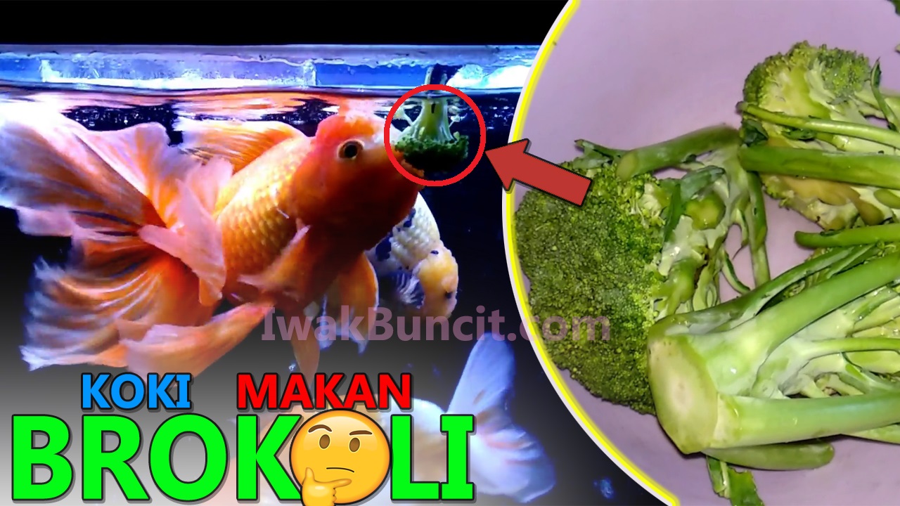 Kutu Jarum Kutu Bulat Kutu Jangkar Bahas Lengkap Soal Kutu Ikan Besera Cara Mengobatinya