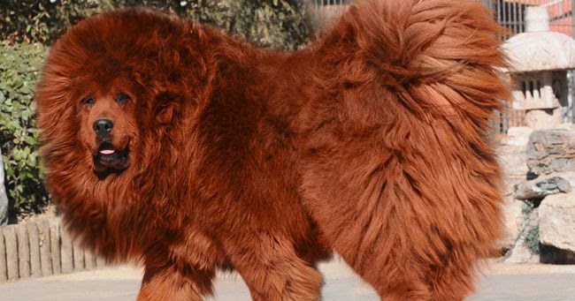 Anjing apa yang Paling Mahal di Dunia? | Belajar Sampai Mati