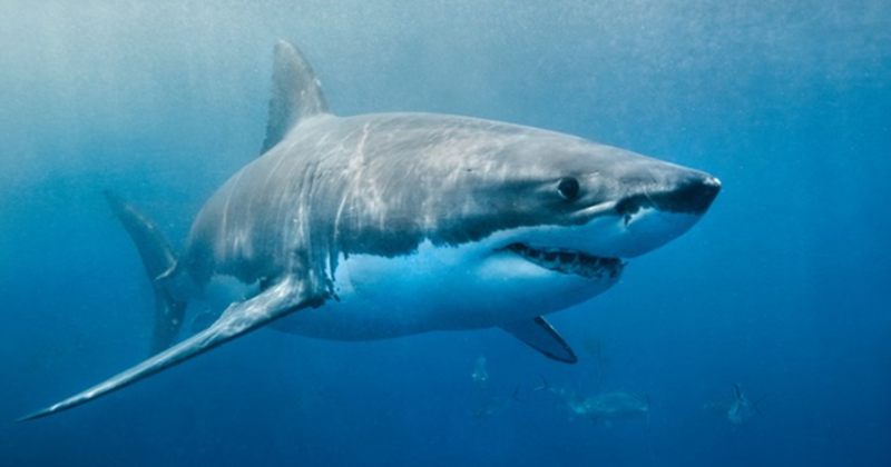 28 Arti Mimpi Tentang Ikan Hiu Menurut Primbon Jawa dan