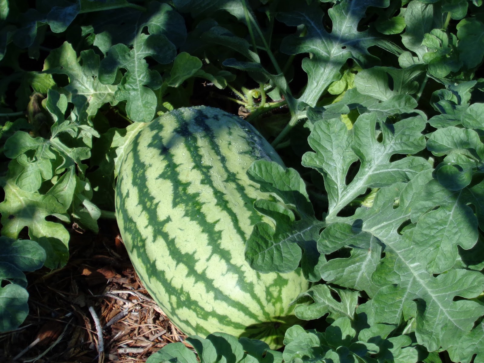 University of Florida/IFAS Charlotte County Extension Wowwatermelons!