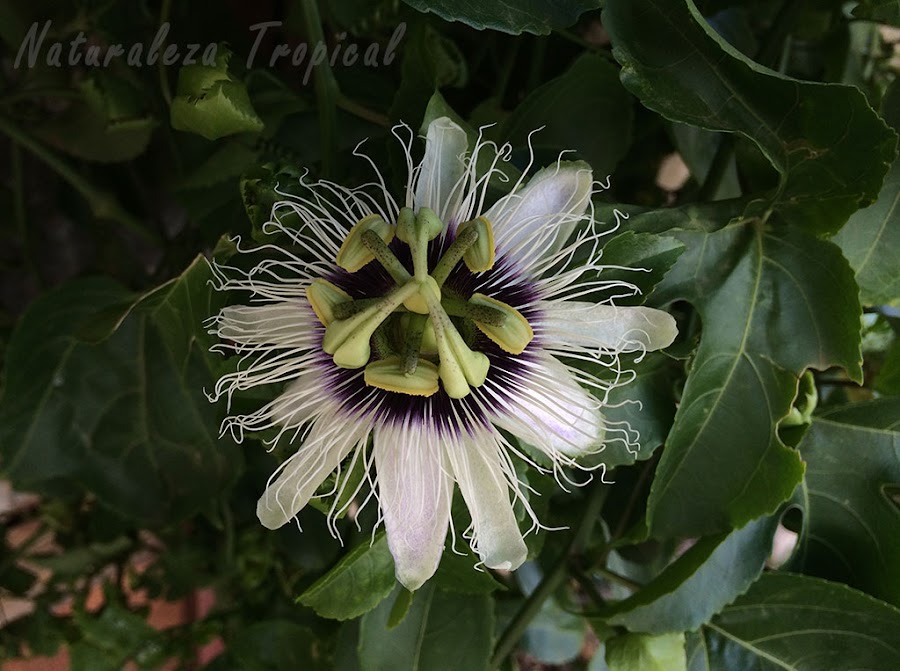 Flor de la Pasionaria (Passiflora edulis), trepadora ideal para jardines pequeños.