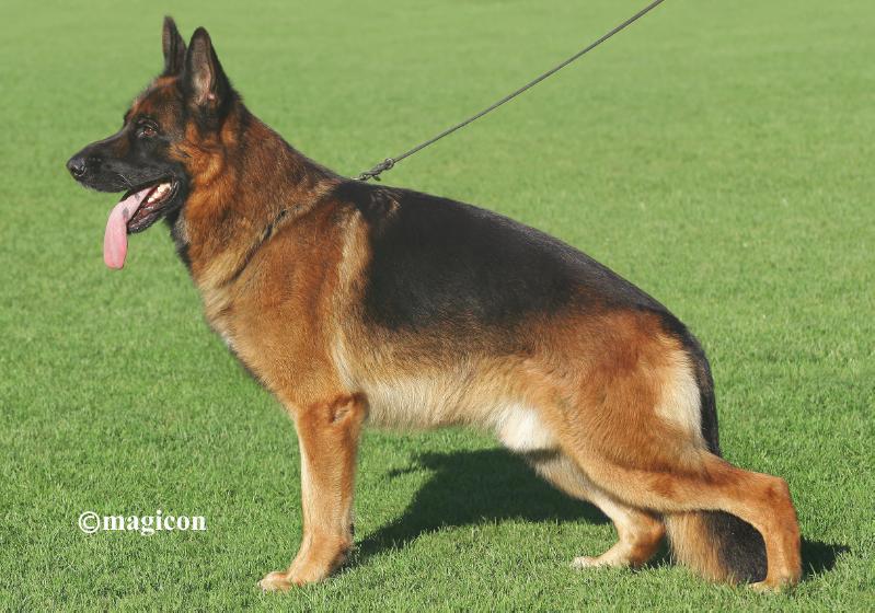 german shepherd pregnancy care