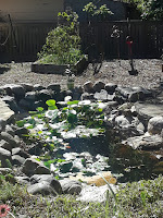Maintenance,  plant removal, Koi pond maintenance, Water Sanitation, weed removal, pull weeds