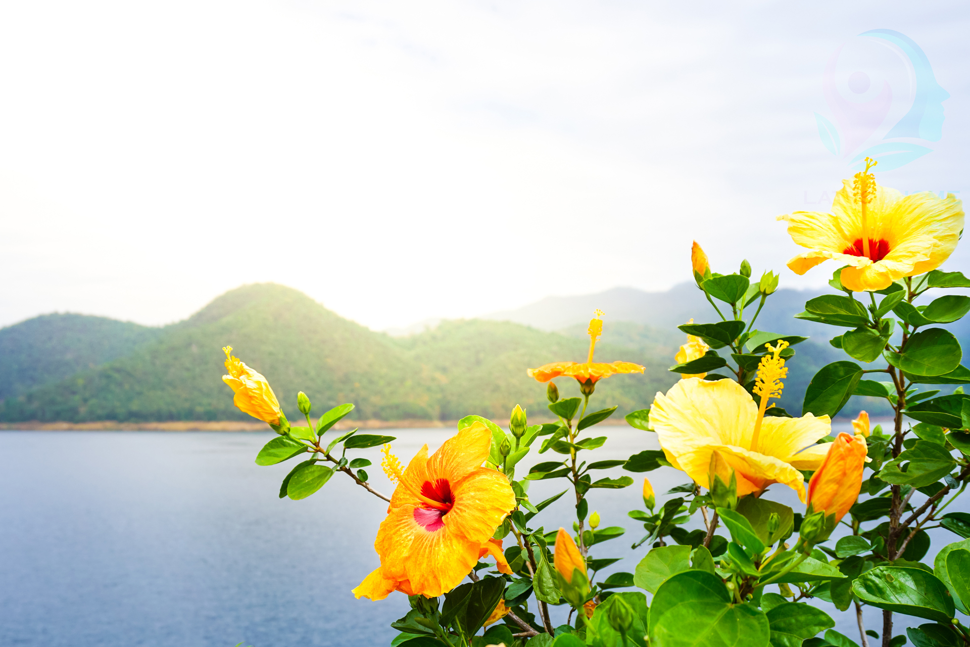 Chinese hibiscus flower Chinese hibiscus flower