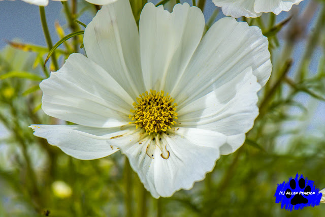 White Poppy Flower