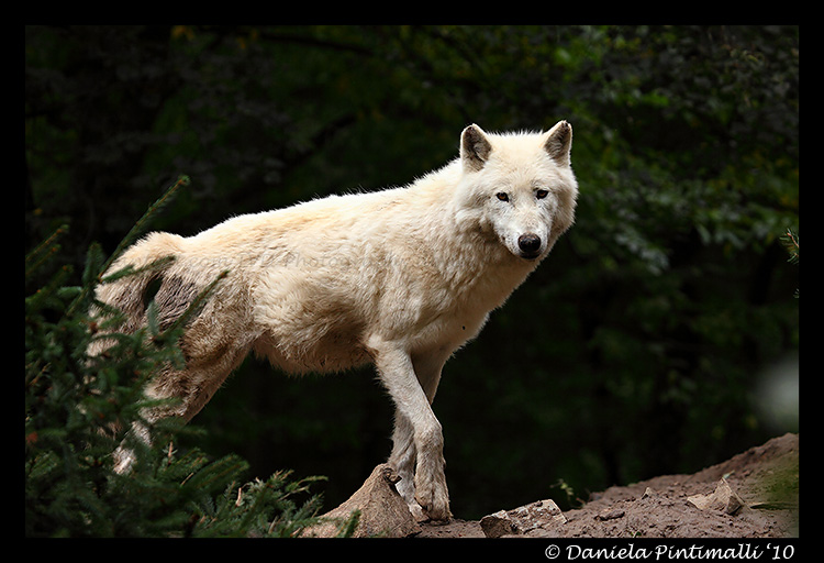 Seven wolves. Редкие волки. Волк фото. Рок полярного волка. Мягкая игрушка Полярный волк.