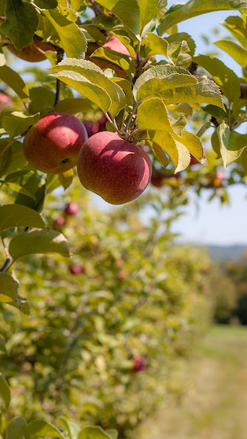 Red apples, fruits, twig, ripe, harvest