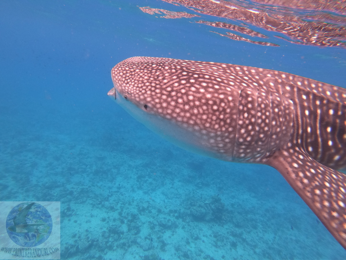 Printre rânduri: Swimming with whale sharks in the Maldives
