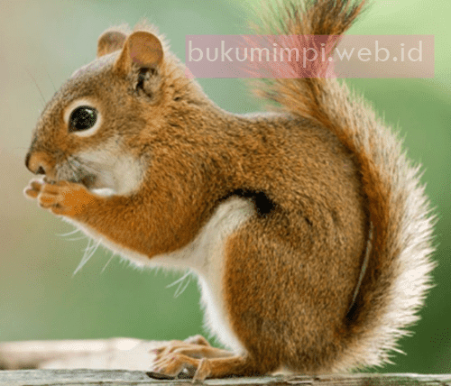 Arti Mimpi Bajing Versi Ramalan Primbon Jawa - Buku Mimpi