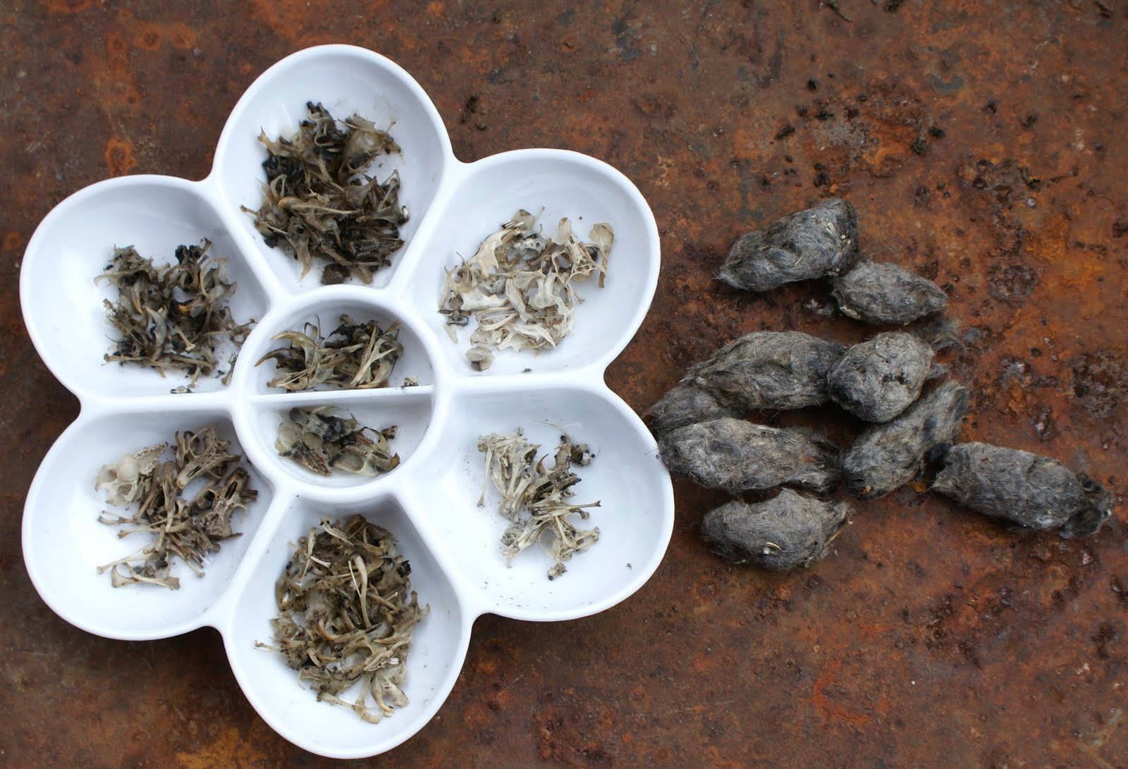 Bedfordshire Wild! Owl Pellets