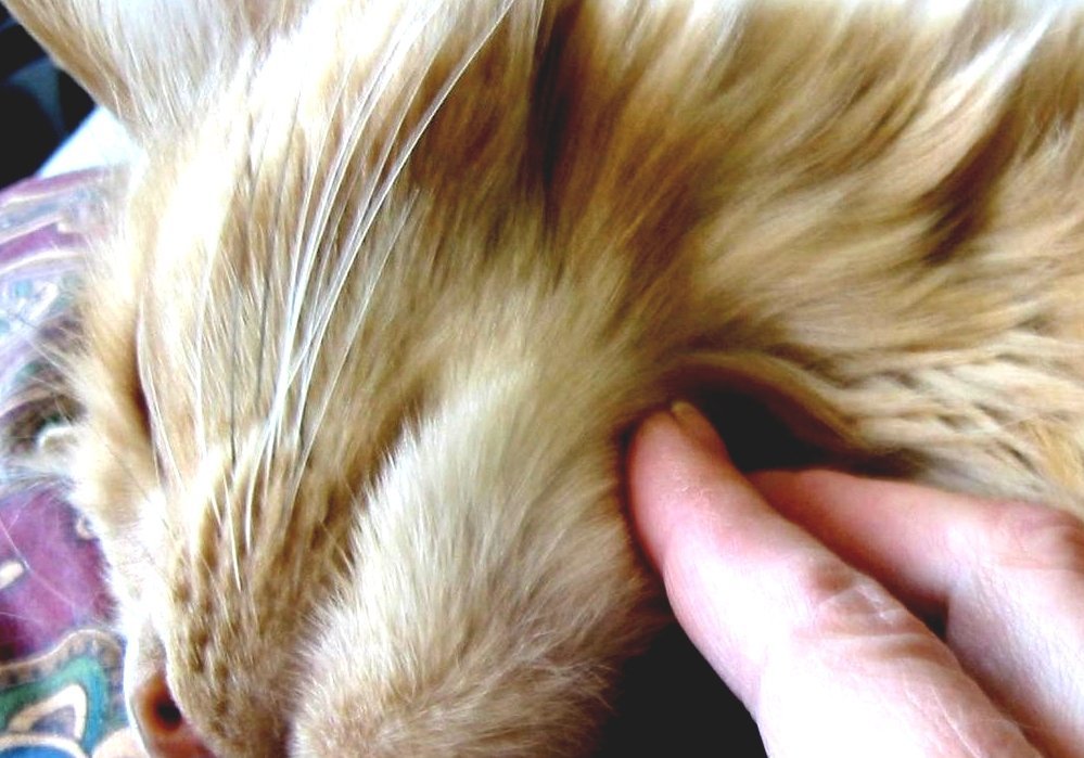 Cancer In Cats Cat Has Lump On Neck