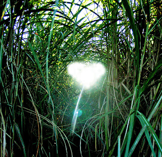 Heart-shaped life shines among the sugarcanes