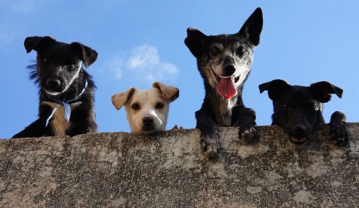 The history of dogs that you should know The history of dogs that you should know