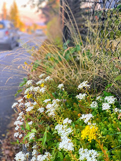 Evening in the Pacific Northwest with a wild flower bed on a patch of grass in a residential neighborhood..