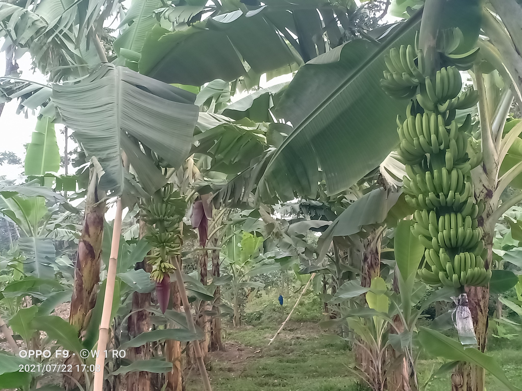 kebun pisang cavendish