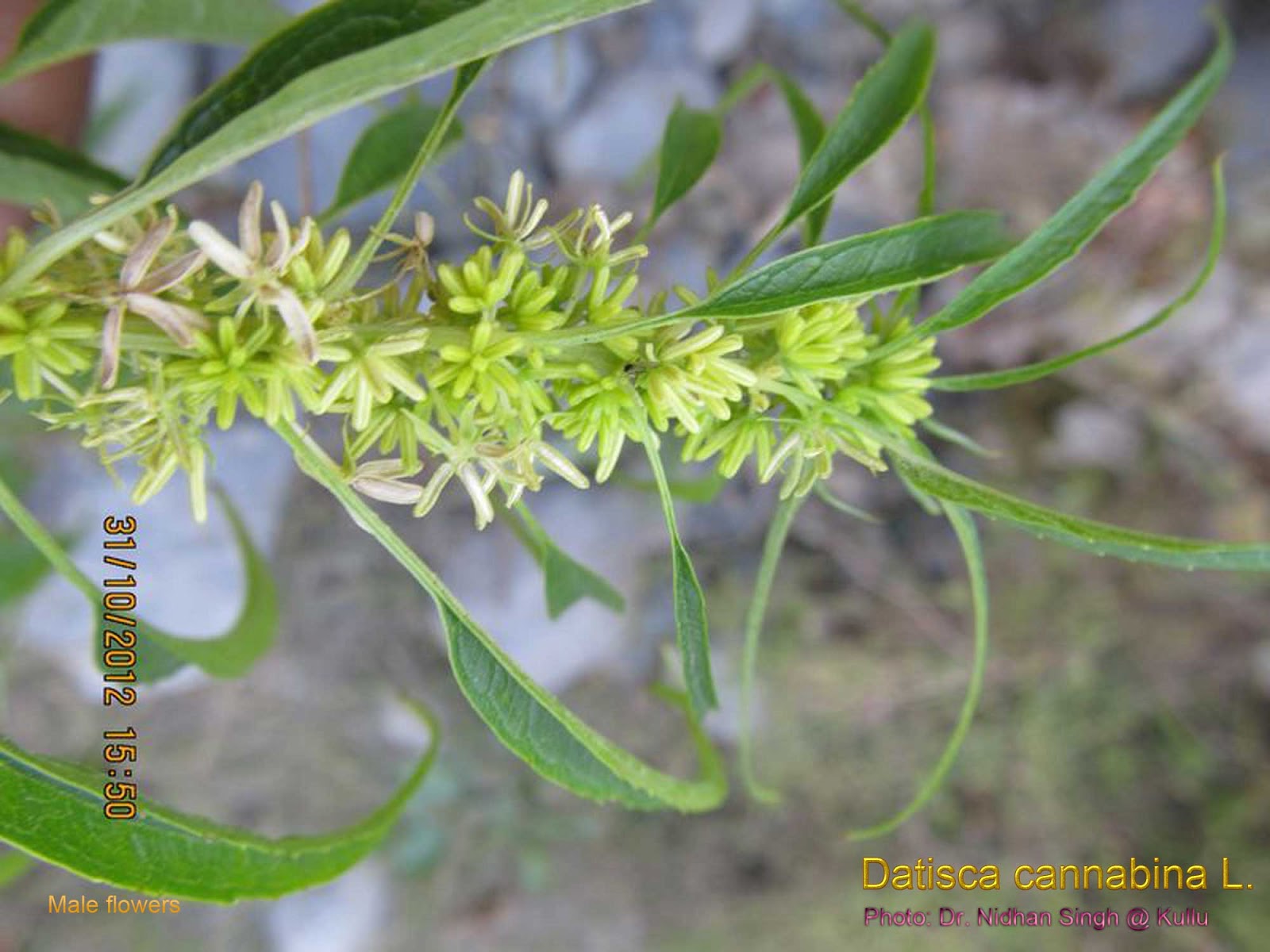 Datisca-cannabina-False-Hemp-Acalbir-Male-flower