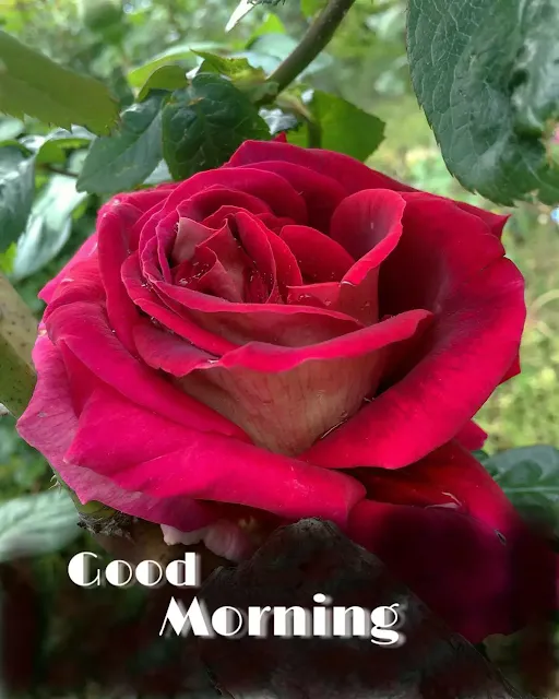 good morning flowers images free download