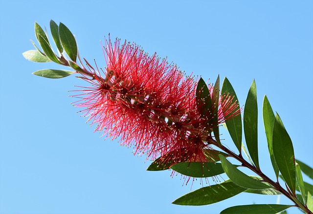 Escova-garrafa-Callistemon-rigidus