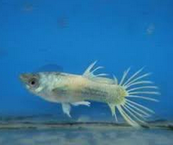 Jenis Ikan Guppy Termahal Guppy German Platinum Crown Tail