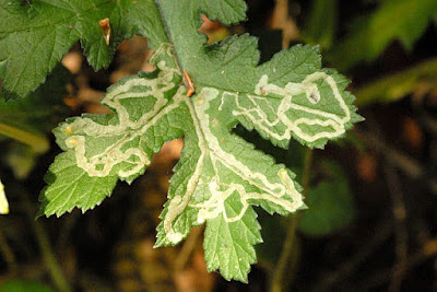 Yaprak oygusu (Phytomyza spondylii)