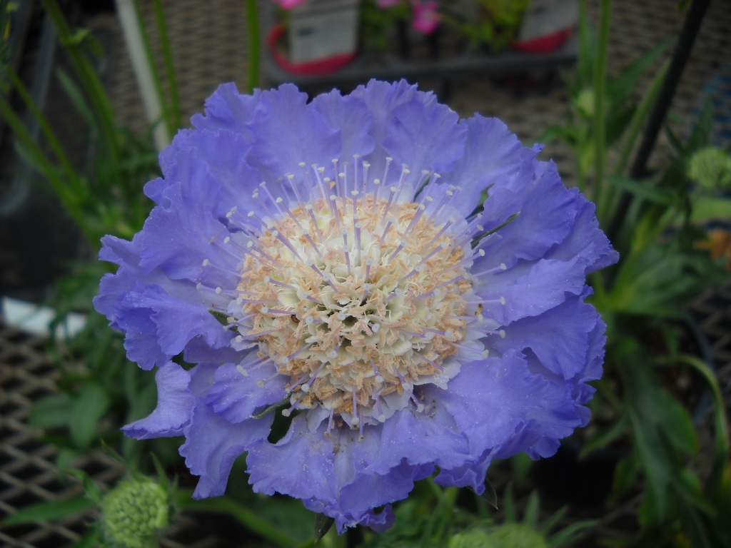 daily-glimpses-of-japan-beautiful-japanese-flowers-noda
