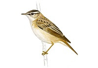 https://www.xeno-canto.org/sounds/uploaded/HKZHCDLLNS/XC350029-2016-05-29%20Low%20Newton%20-%20Sedge%20Warbler%202.mp3