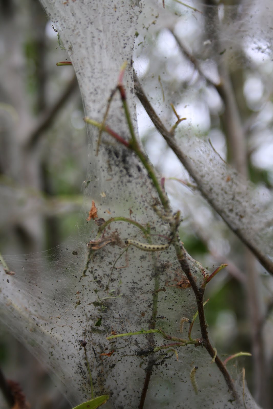 Stichting Natuurgebied 