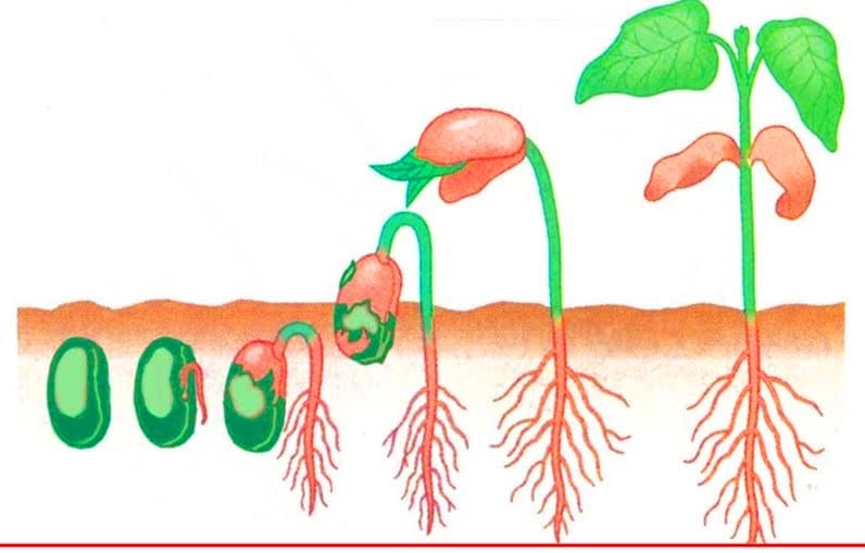 Pengertian Pertumbuhan Penduduk Faktor Jenis Dan Contoh