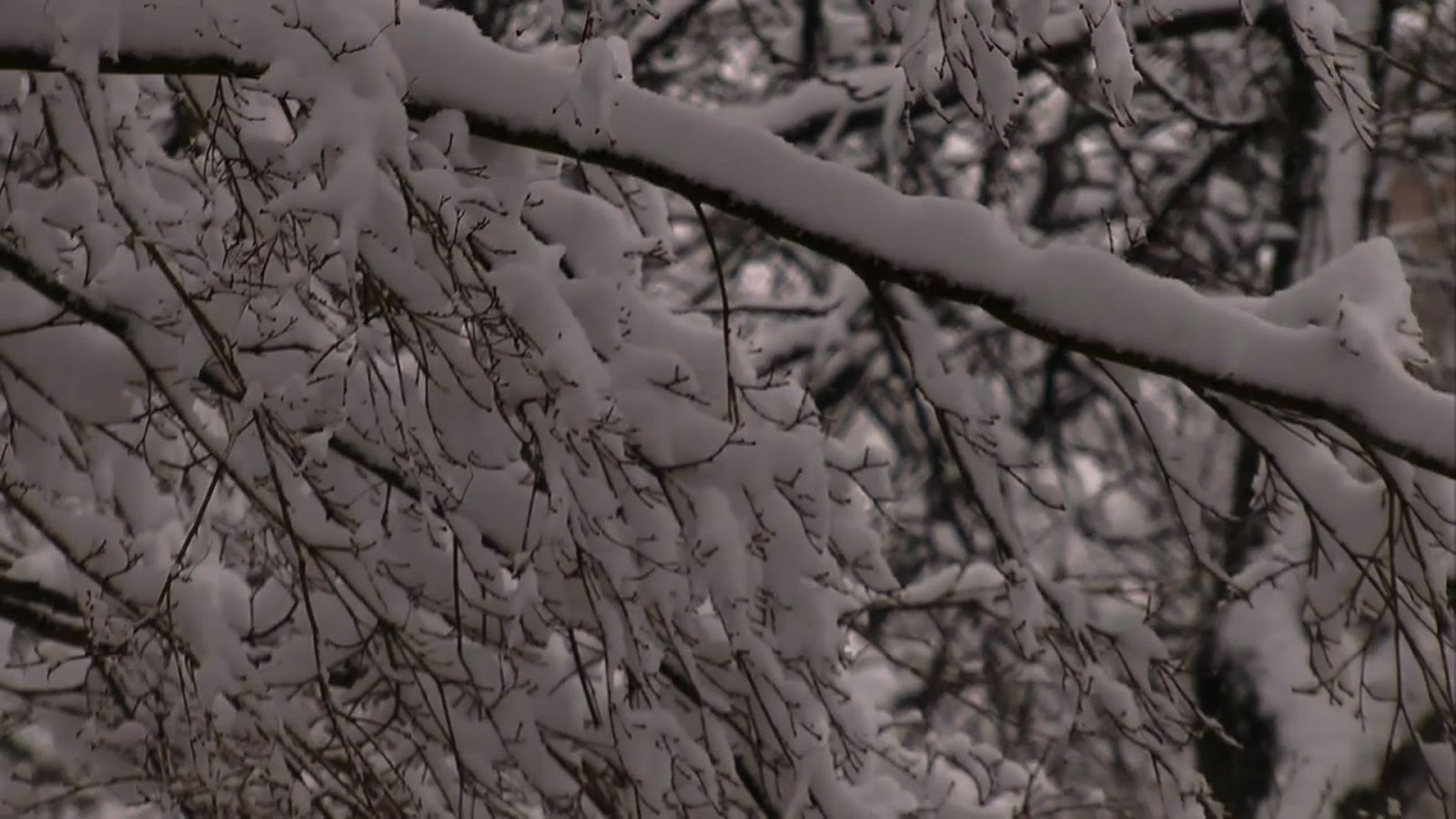 Greenwich, A Town For All Seasons Happy New Year! Elise 'Easy' Kelsey