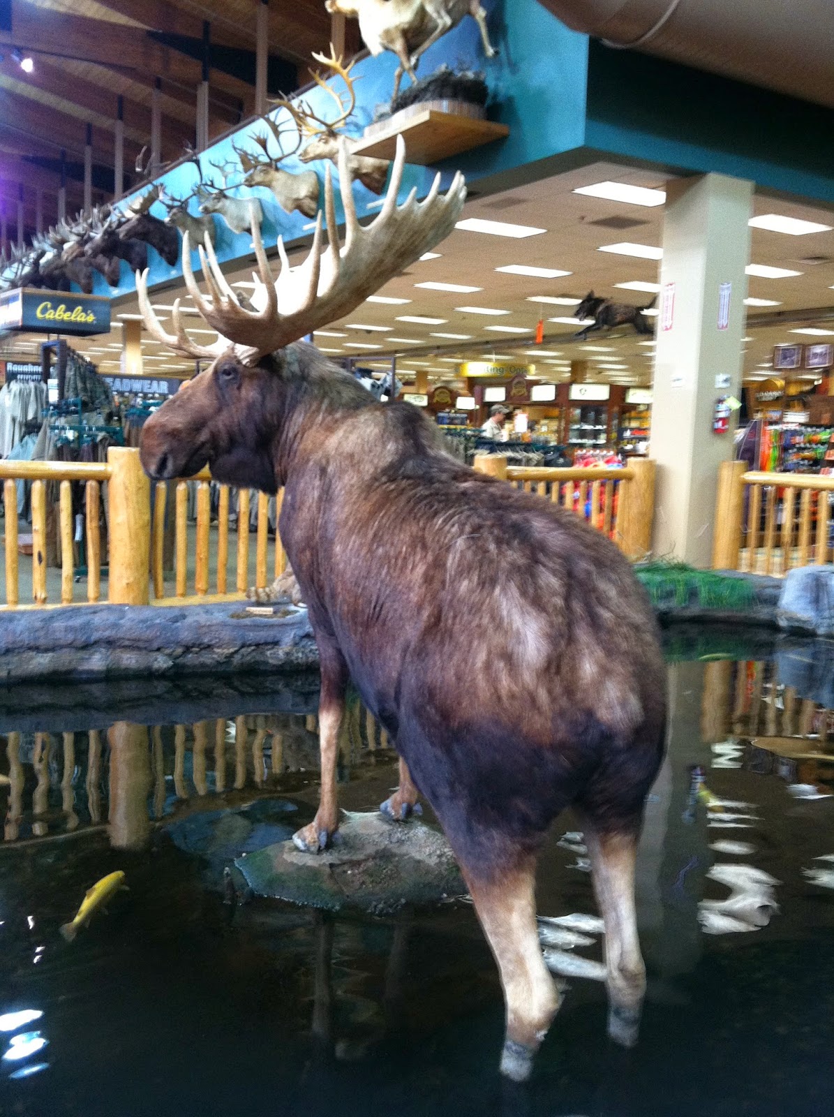 Cabela's What's Inside? The Jersey Momma