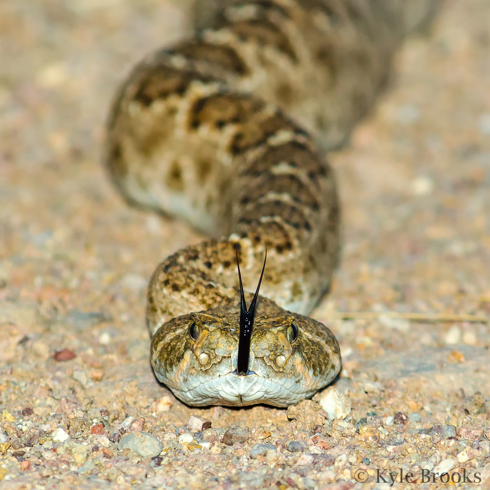 On the Subject of Nature: Western Diamondback Rattlesnake