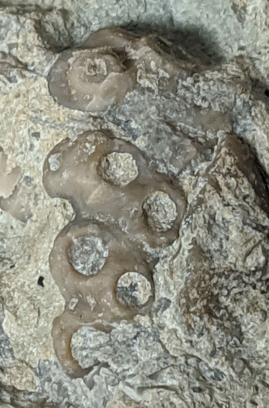 Louisville Fossils and Beyond Something New From The Waldron Shale