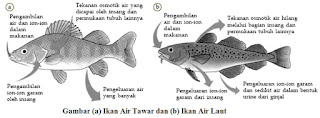Sistem ekskresi ikan Sistem ekskresi ikan
