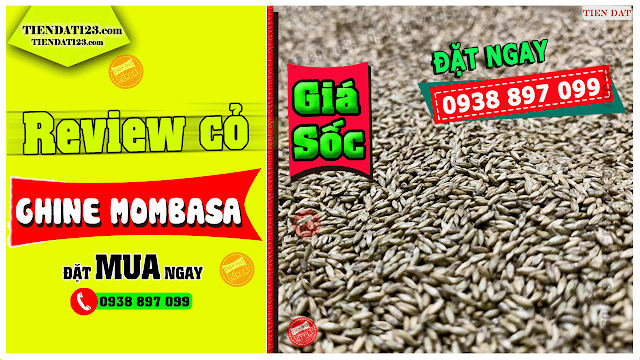 Giá cỏ ghine mombasa bao nhiêu tiền một ký