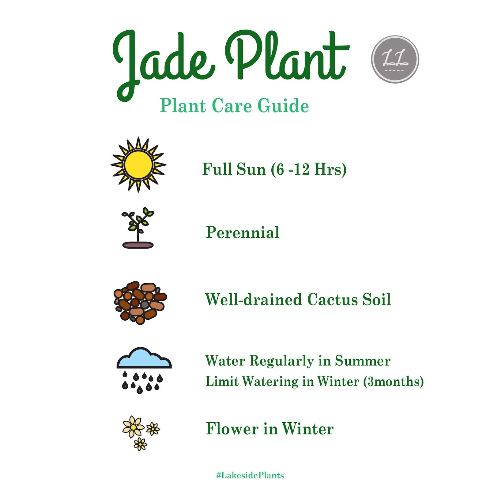 How to Grow and Propagate Jade Plant