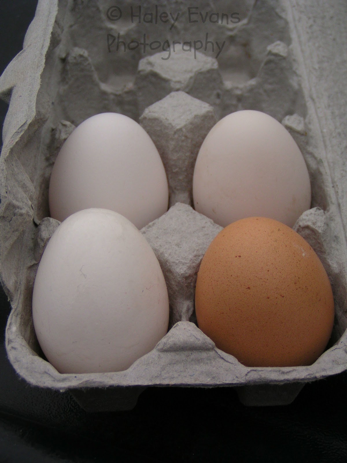 Hobbits, Horses, and Handcrafts