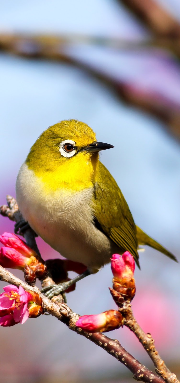 Picture of a cape white-eye bird.