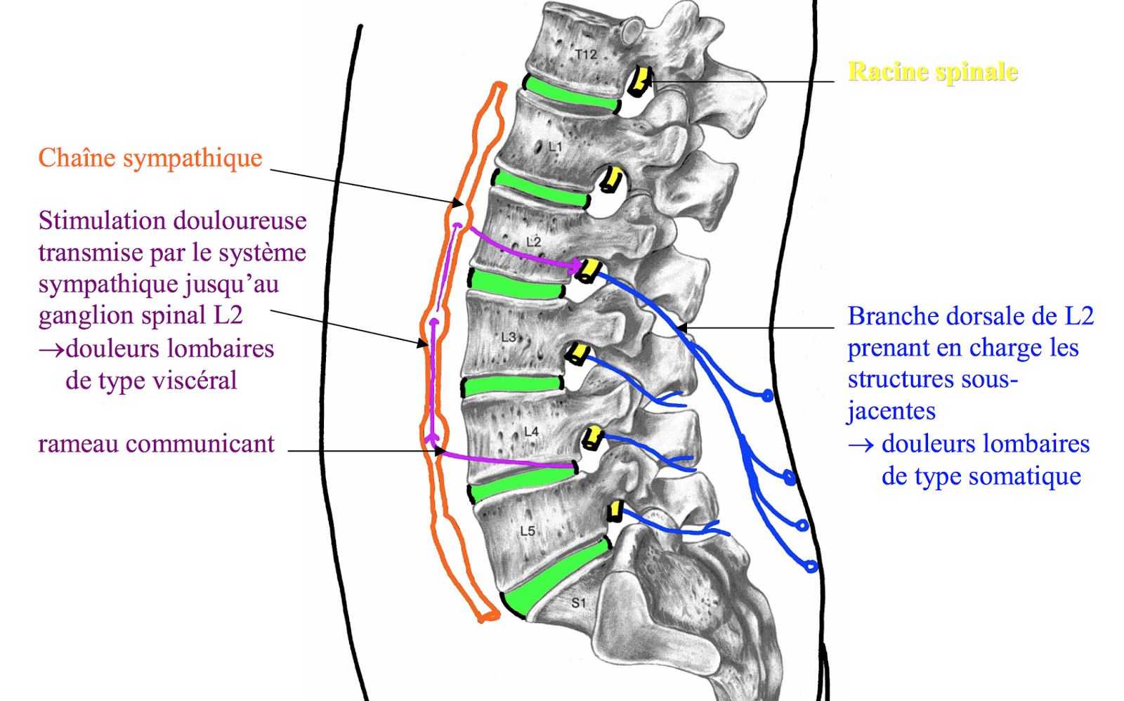 La douleur de la droite de lintestin rend au dos