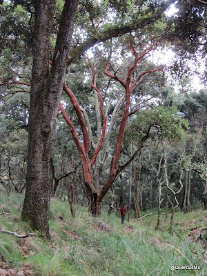 Caminando en el bosque mesófilo de montaña - Volcán de Tequila