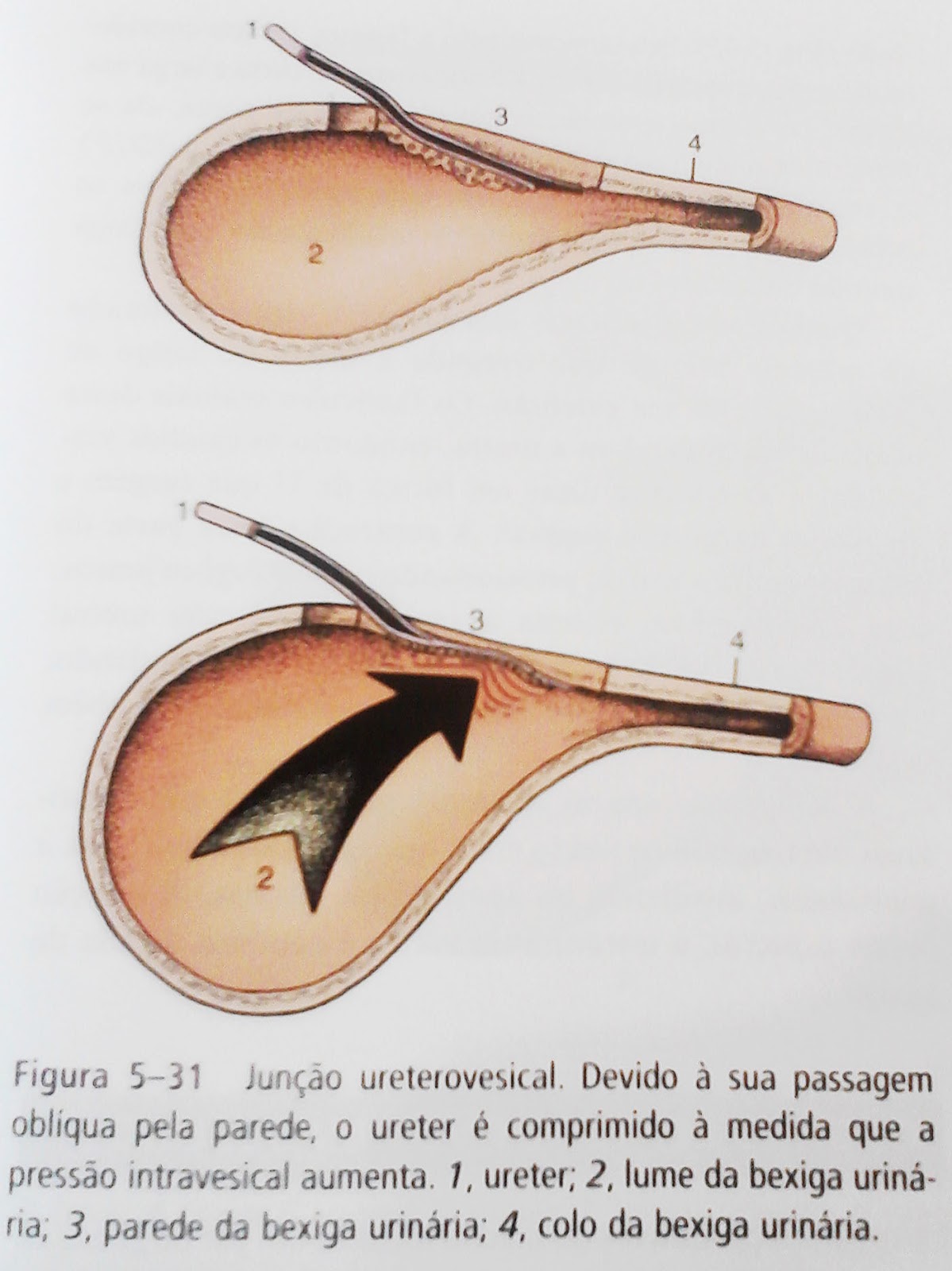 Anatomia Veterinária - VET 103: 2013
