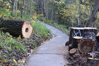 Pices leftover from tree felling in Armstrong Park