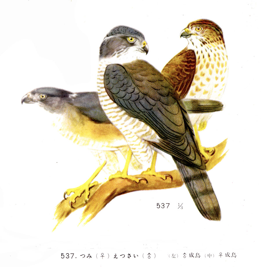 新版 鳥類原色大図説 黒田長礼 3冊セット