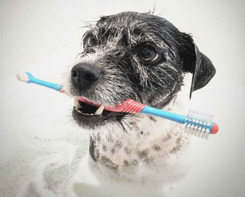Dog Dental Care How Often Should You Brush Your Dog's Teeth?