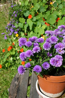 Topfgarten im Herbst mit Astern, Kapuzinerkresse und Enzianstrauch