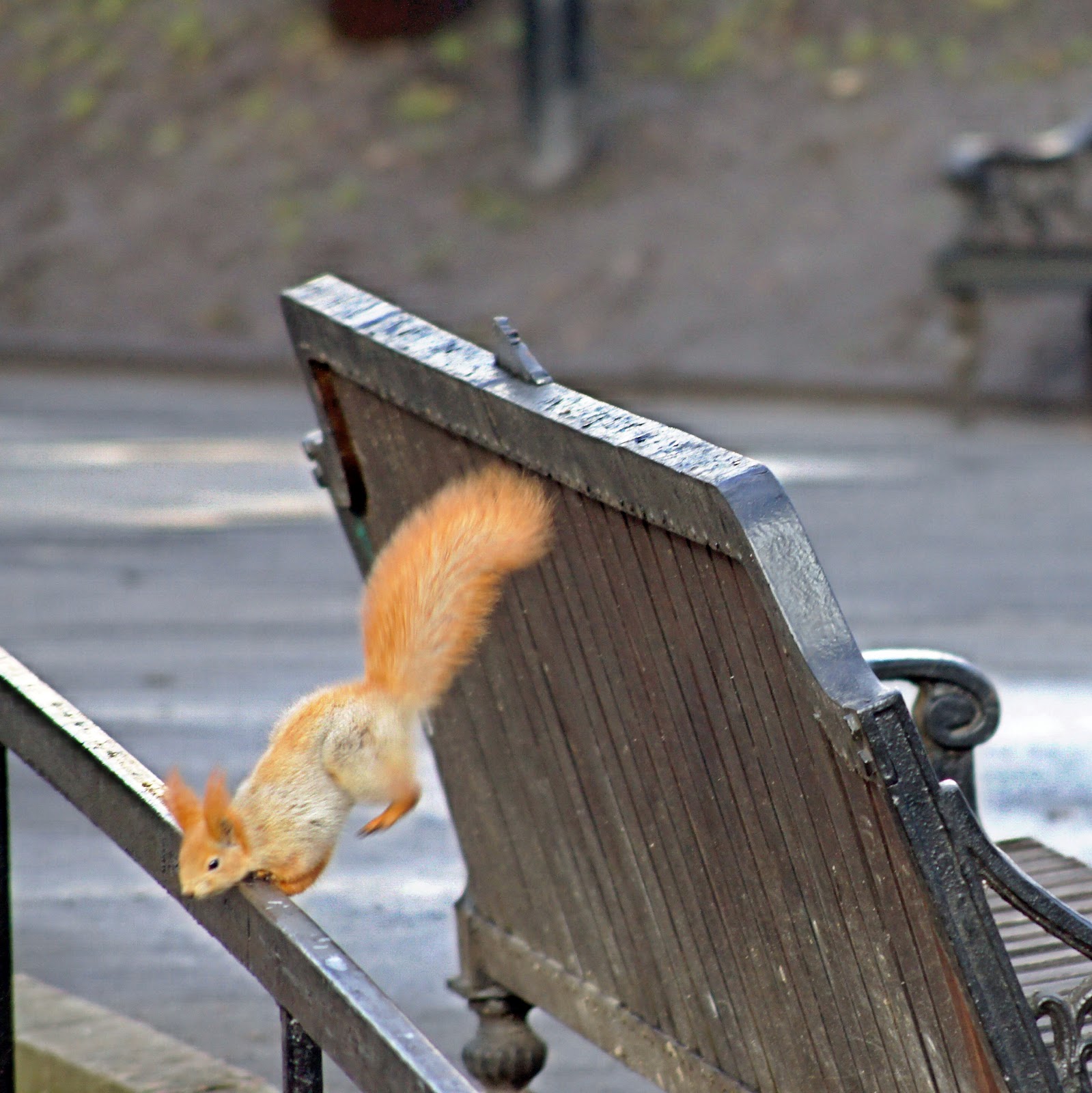 Белки в гомельском парке