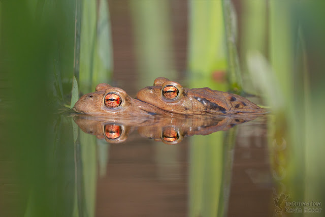 Bufo bufo - Common Toads, mating