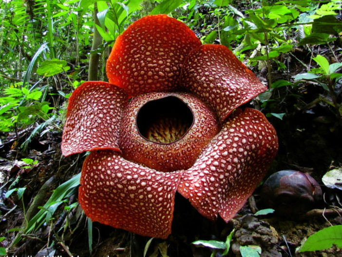 Bunga rafflesia berasal dari mana