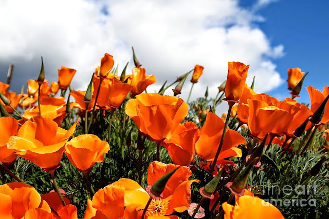 CALIFORNIA POPPY photos - wallpapers (ανανεωμένο) | the fun bank